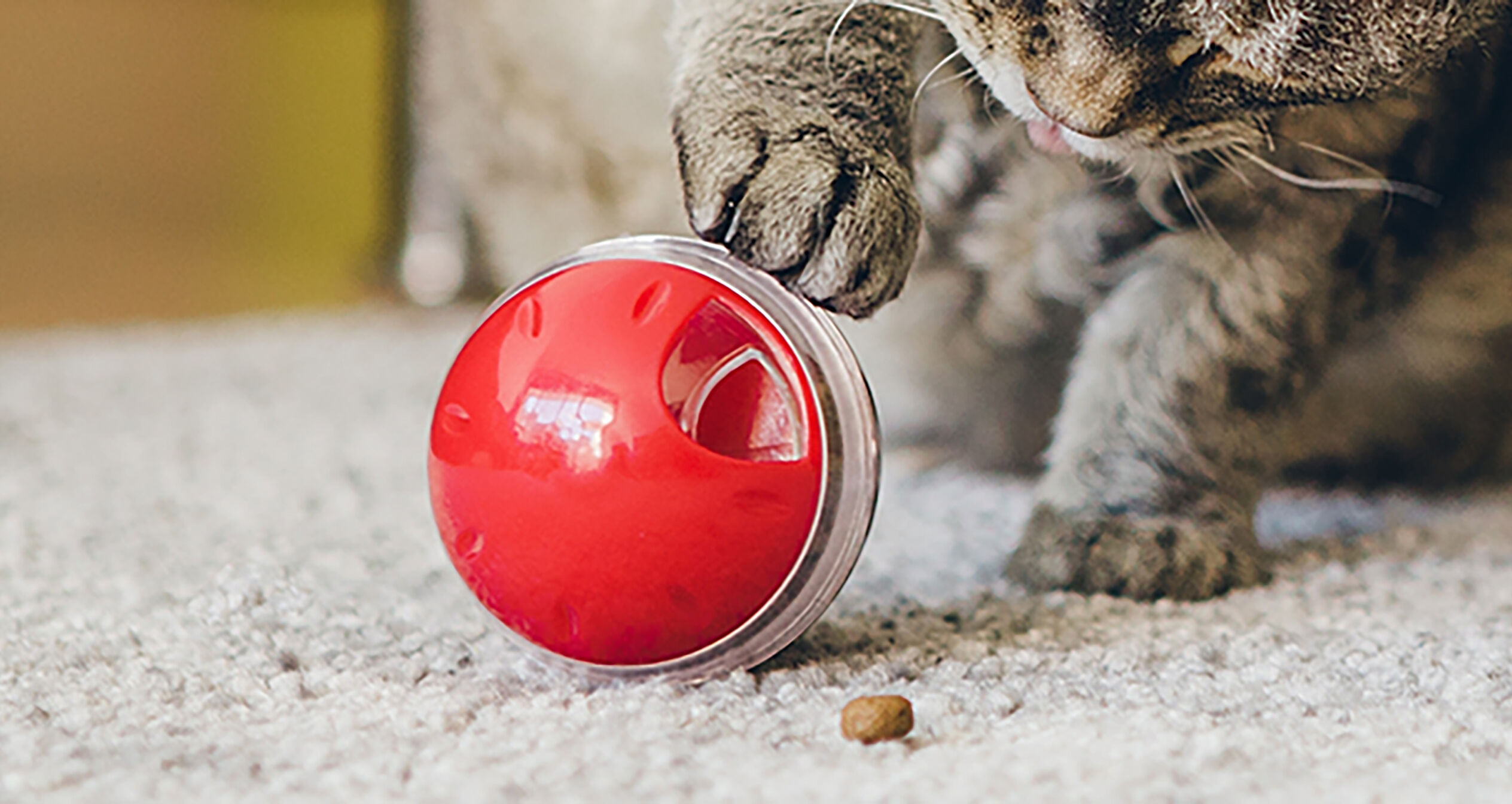 Cat playing with interactive treat toy